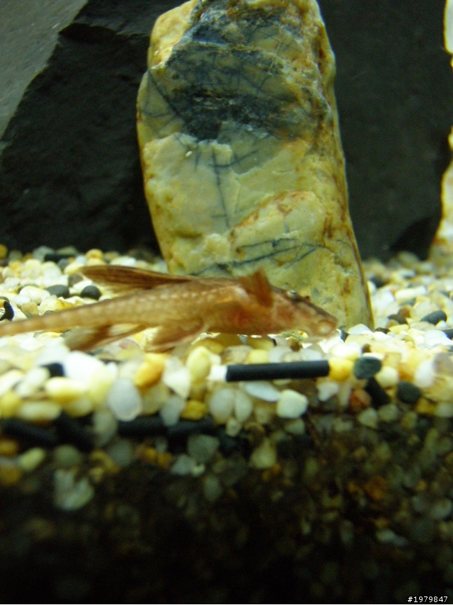 分享我的魚缸!!......喜愛水族........簽到!!