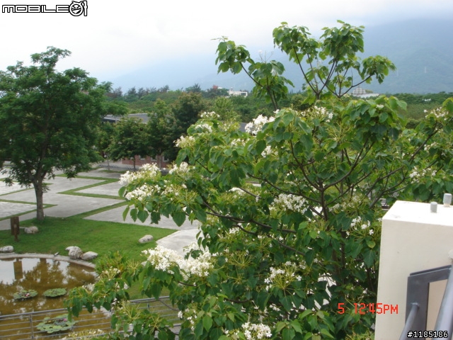 高雄-尾寮山 雲林-古坑 台東-池上 桐花遊