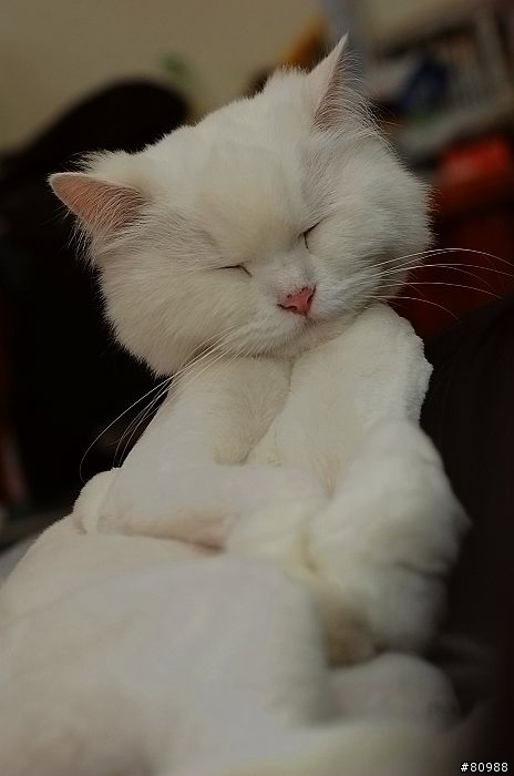 愛睏的貓咪