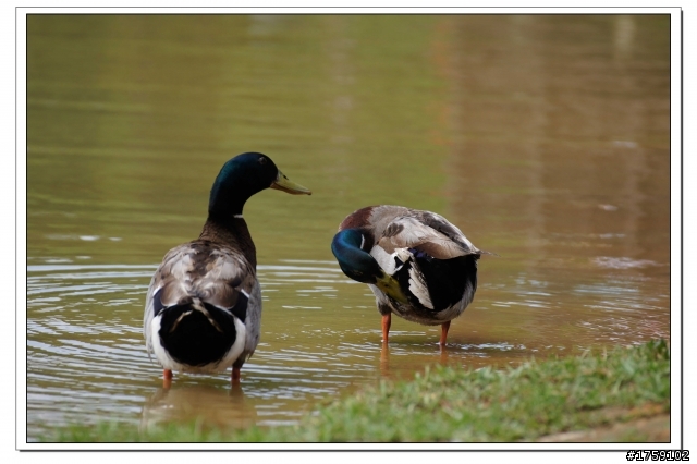 TAMRON SP 70-300mm A005開箱+試鏡實拍