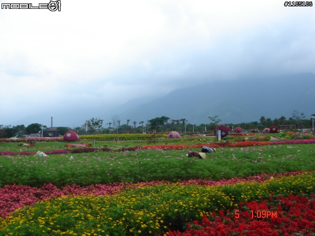 高雄-尾寮山 雲林-古坑 台東-池上 桐花遊