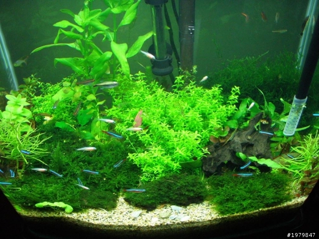 分享我的魚缸!!......喜愛水族........簽到!!