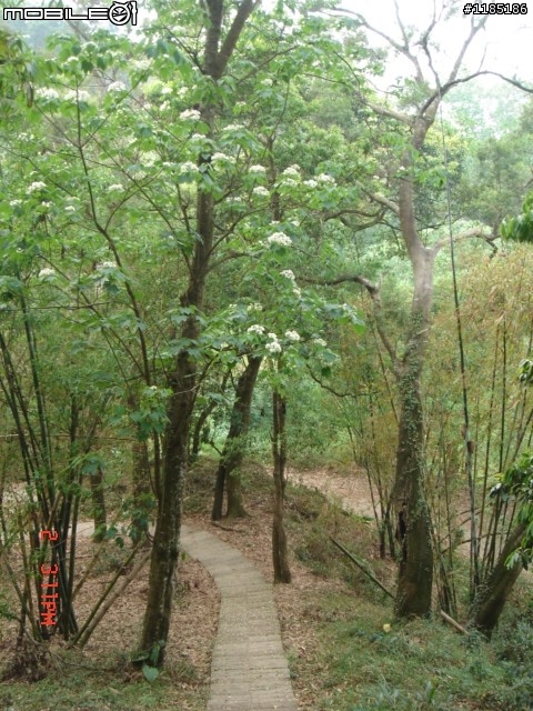 高雄-尾寮山 雲林-古坑 台東-池上 桐花遊