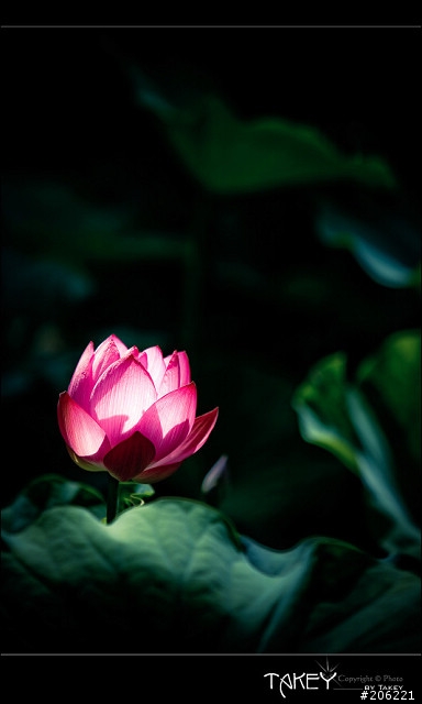 [更新]2012荷花季又到了--歡迎貼圖~~