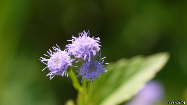 GF2+AIS 55mm Micro  試拍