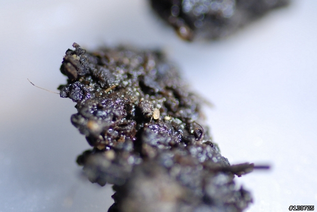 甜菊的土裡面長白色蟲的,爬的比蚜蟲快超多倍,不清楚是哪種???
