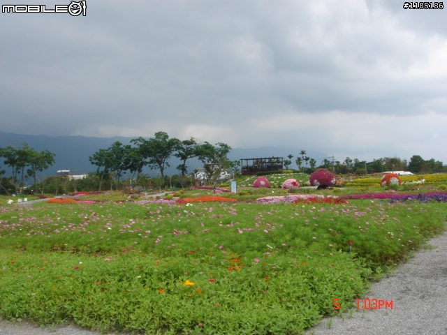 高雄-尾寮山 雲林-古坑 台東-池上 桐花遊