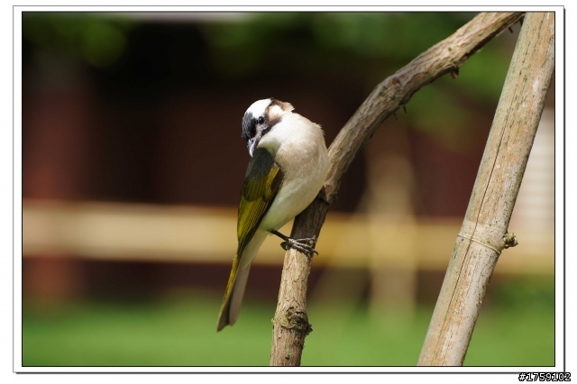 TAMRON SP 70-300mm A005開箱+試鏡實拍