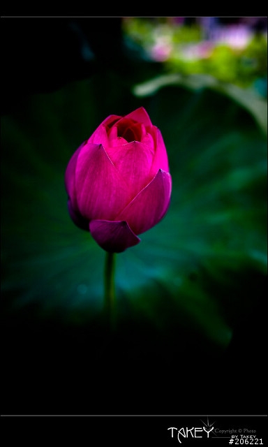 [更新]2012荷花季又到了--歡迎貼圖~~