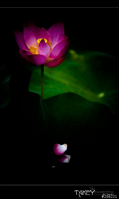 [更新]2012荷花季又到了--歡迎貼圖~~