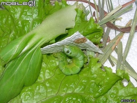 房東姐姐送給我們菜（最後的，交待小毛後事....，5/16更新）