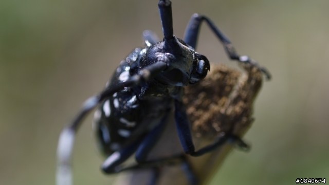 GF2+AIS 55mm Micro  試拍