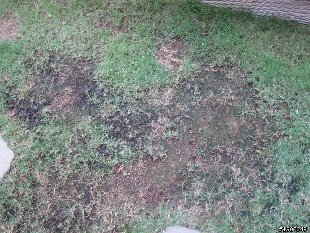 可以幫我看一下我的韓國草到底怎麼了嗎??