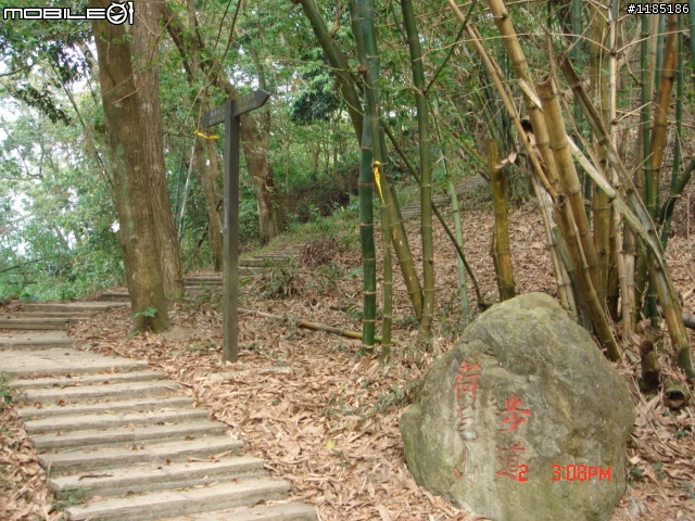 高雄-尾寮山 雲林-古坑 台東-池上 桐花遊