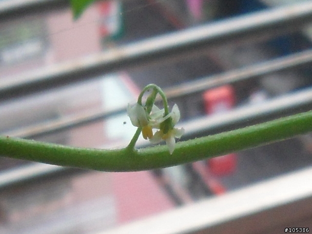 請教這是什麼植物