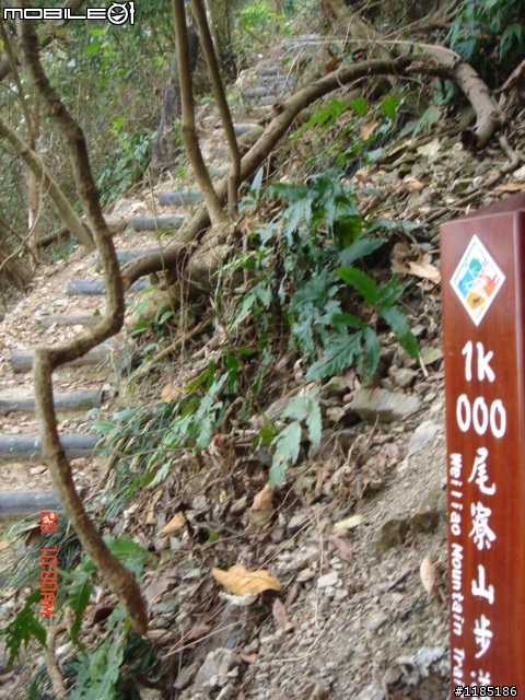 高雄-尾寮山 雲林-古坑 台東-池上 桐花遊