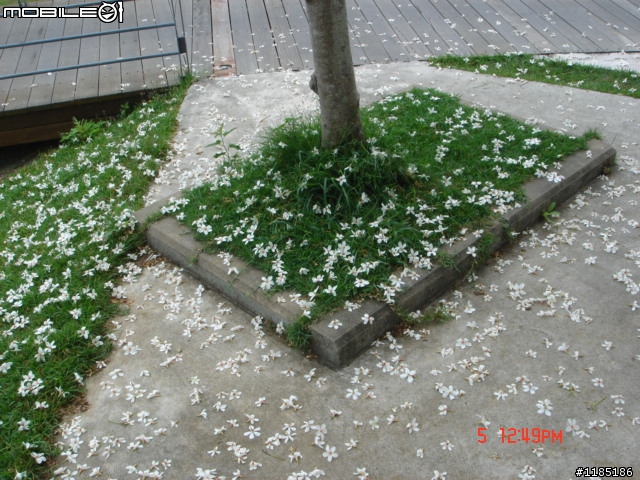 高雄-尾寮山 雲林-古坑 台東-池上 桐花遊