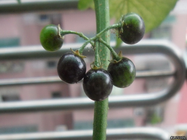 請教這是什麼植物