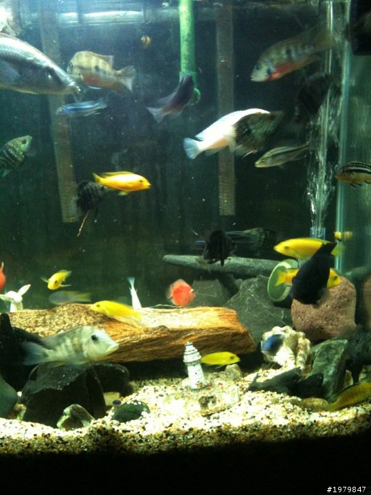 分享我的魚缸!!......喜愛水族........簽到!!