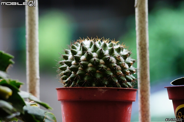 [簡易開箱 更新 破解MACRO ]窮人的小寶劍 Sigma 70-300 F4-5.6 APO DG MACRO-