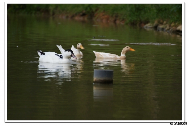 TAMRON SP 70-300mm A005開箱+試鏡實拍