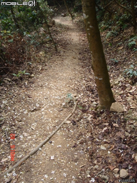 高雄-尾寮山 雲林-古坑 台東-池上 桐花遊