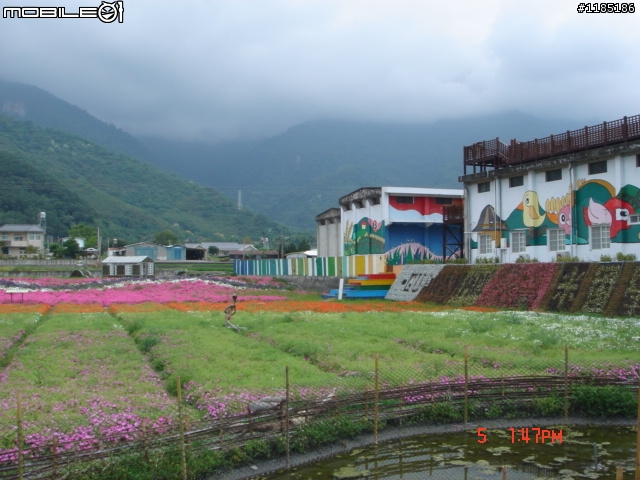 高雄-尾寮山 雲林-古坑 台東-池上 桐花遊