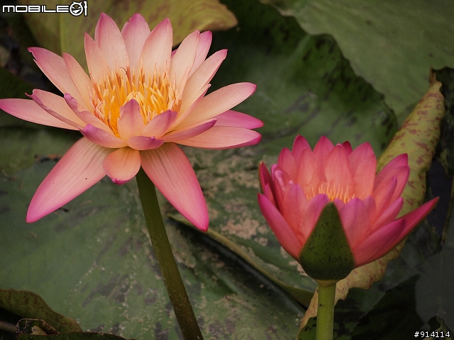 O 家的朋友,一起來蓋2011年蓮花大樓囉!