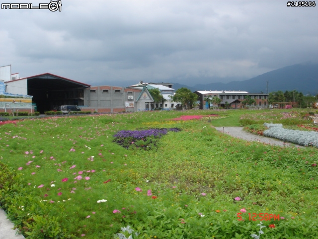 高雄-尾寮山 雲林-古坑 台東-池上 桐花遊