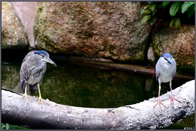 Sigma APO 50-500mm F4.5-6.3 DG OS HSM 開箱 + 照片測試