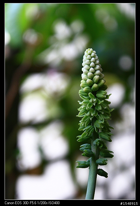 雙機流~我的Canon DSLR新手之路