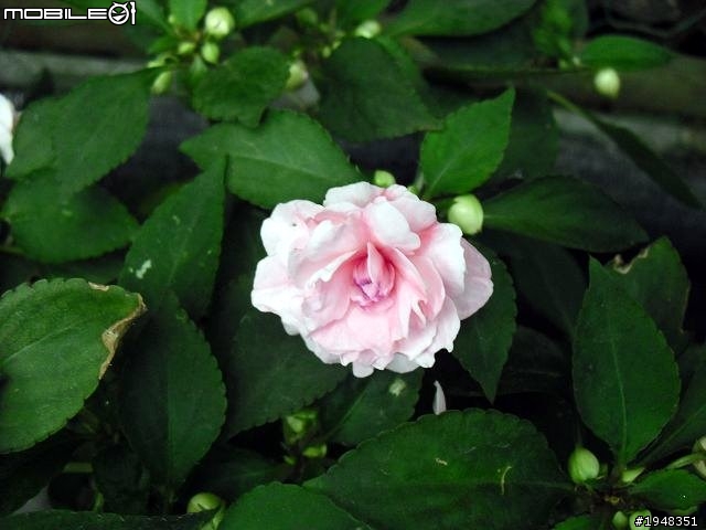杉林溪之...都是花....