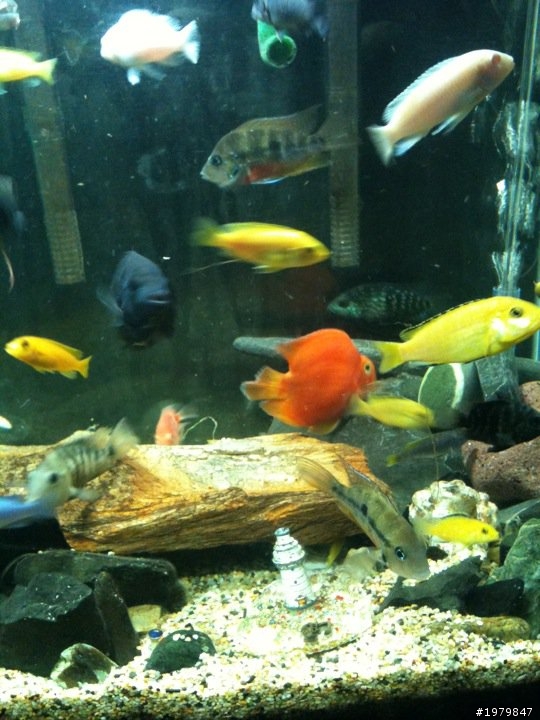 分享我的魚缸!!......喜愛水族........簽到!!
