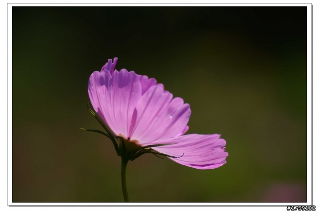 TAMRON SP 70-300mm A005開箱+試鏡實拍