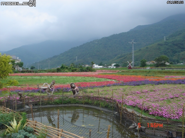 高雄-尾寮山 雲林-古坑 台東-池上 桐花遊