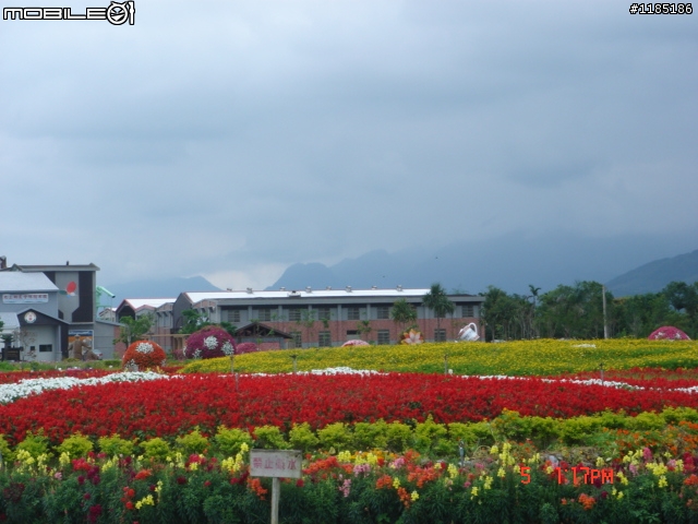 高雄-尾寮山 雲林-古坑 台東-池上 桐花遊
