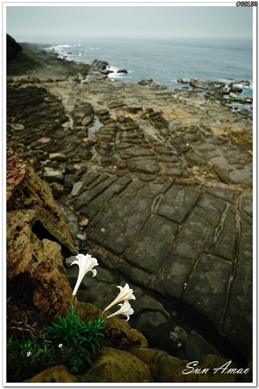 [旅遊攝影分享]聆聽春天的海潮之聲，欣賞東北角野百合美景