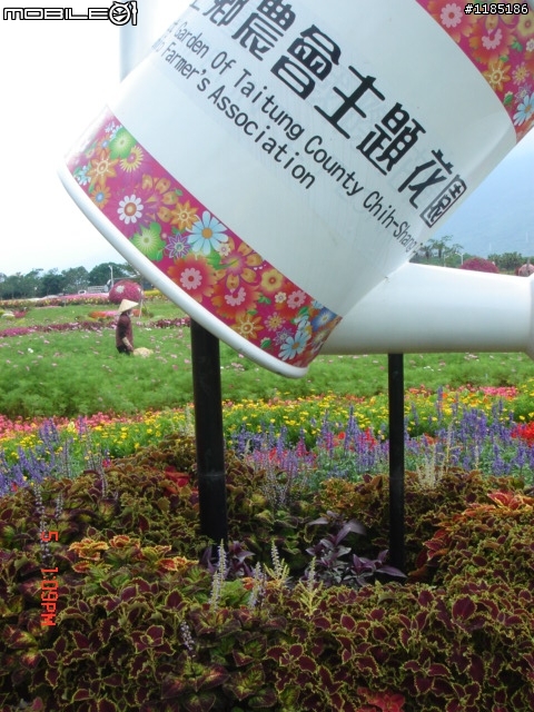 高雄-尾寮山 雲林-古坑 台東-池上 桐花遊