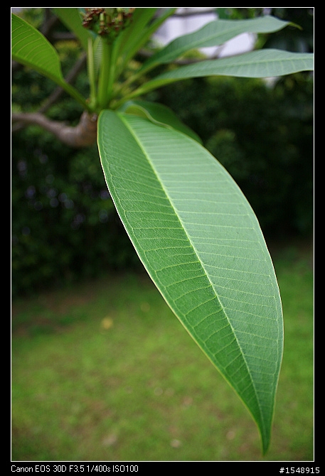 雙機流~我的Canon DSLR新手之路