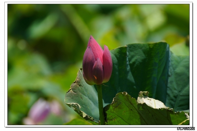 TAMRON SP 70-300mm A005開箱+試鏡實拍