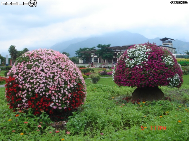 高雄-尾寮山 雲林-古坑 台東-池上 桐花遊