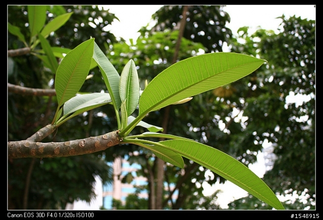 雙機流~我的Canon DSLR新手之路