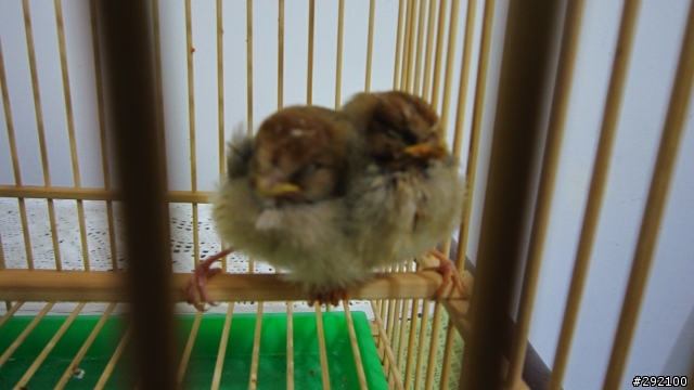 [0528 新增一張照片]請問有人知道這兩個小傢伙是什麼品種的雛鳥?