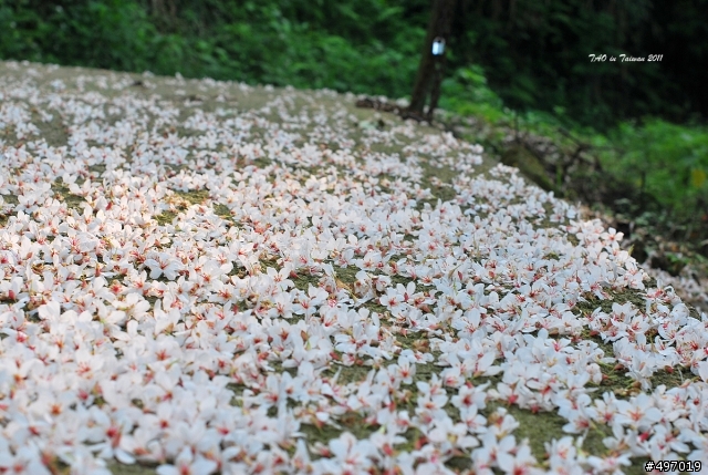 初夏 . 雪花毯 * 苗栗 . 永和山水庫