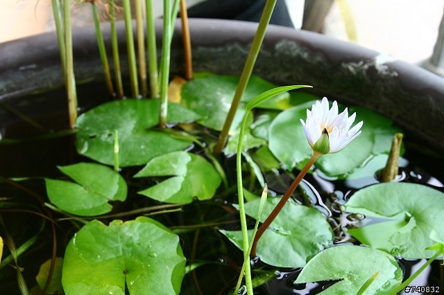 陽台上的蓮花盆