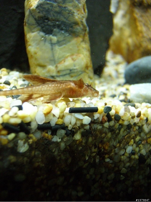 分享我的魚缸!!......喜愛水族........簽到!!