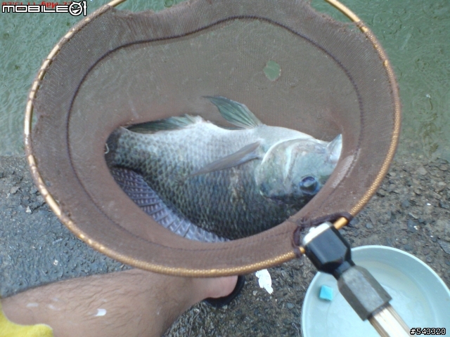 [分享]2011/05/15 開心農場 & 龍潭民生休閒池 (新增魚體照片) 20110522 民生魚池