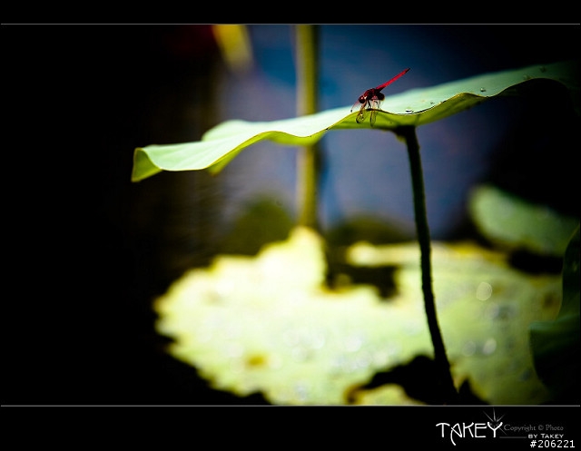 [更新]2012荷花季又到了--歡迎貼圖~~