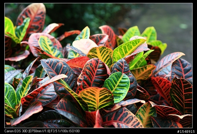 雙機流~我的Canon DSLR新手之路