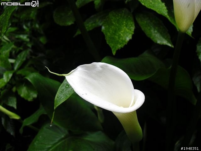 杉林溪之...都是花....